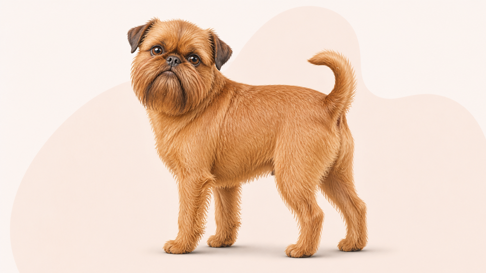Griffon bruxellois